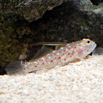 Tangaroa Goby