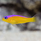 Purple Stripe Pseudochromis 