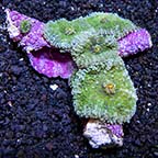 Flower / Ricordea Mushroom, Green