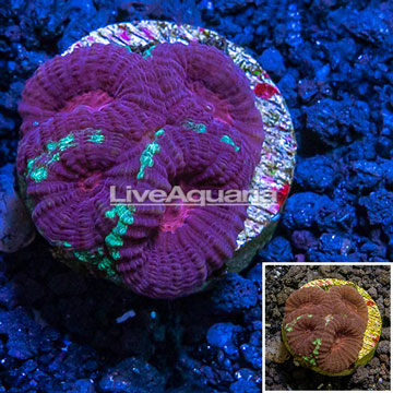 LiveAquaria® Cultured Dipsastrea Coral 