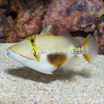Bursa Triggerfish [Blemish]