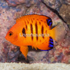 Flame Angelfish (click for more detail)