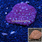 Blastomussa Coral Australia (click for more detail)