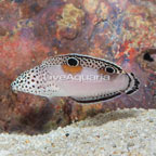 Twin Spot Wrasse  (click for more detail)