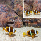 Clarkii Clownfish, Pair (click for more detail)