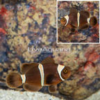 Gold Stripe Mocha Clownfish (click for more detail)