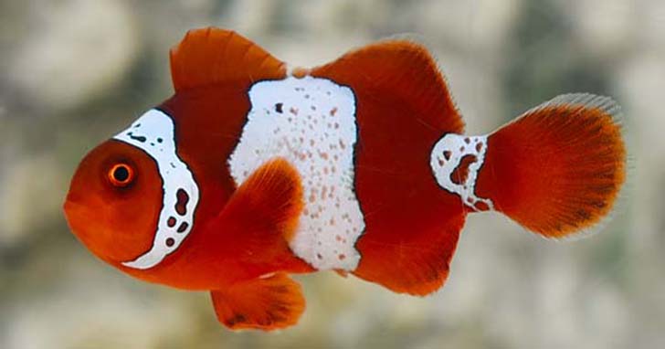 Lightning Maroon Clownfish