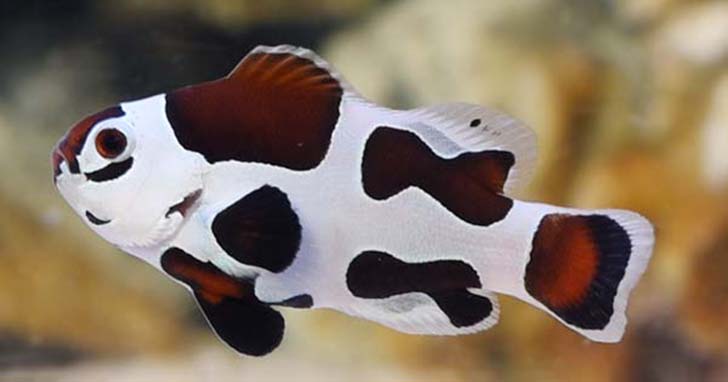 Mocha Storm Ocellaris Clownfish