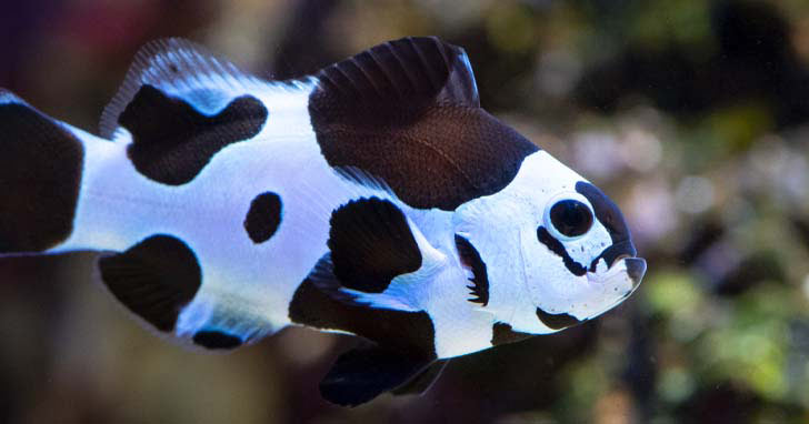 Clownfish Care