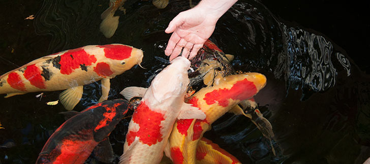 Pond Fish Health: Water Quality Tips for Koi Success