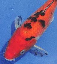 Develop an Eye for Beautiful Koi: Learn How Koi are Judged