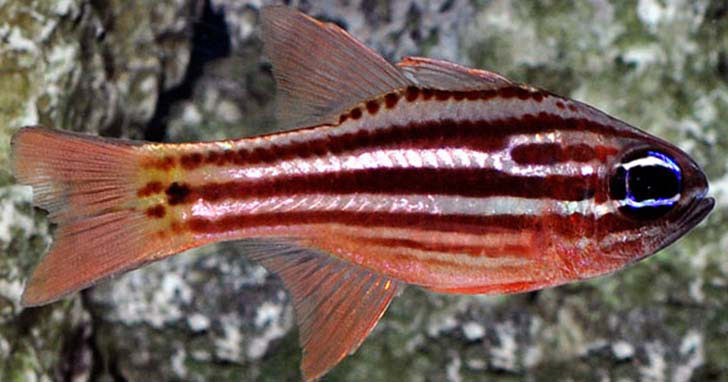 Ochrestriped Cardinalfish