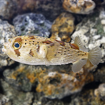 Porcupine Puffer 