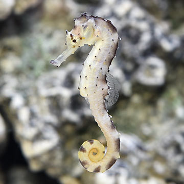 ORA® Captive-Bred Tigertail Seahorse