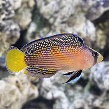 Splendid Dottyback