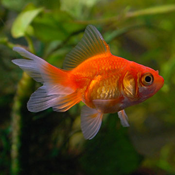 Fantail Goldfish, Red