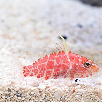 Geometric Pygmy Hawkfish