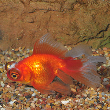Telescope Goldfish, Red
