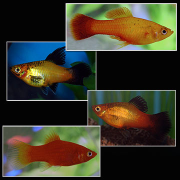 Assorted Platy Group