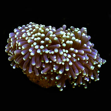 ORA&reg; Aquacultured Micronesian Torch Coral
