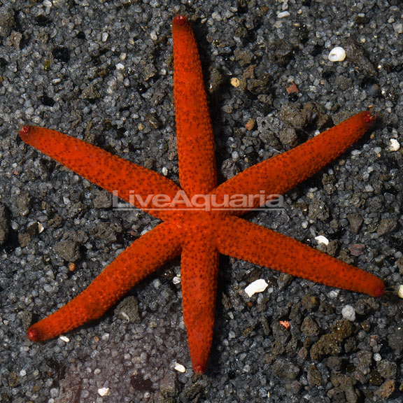 Linckia Sea Star, Red 