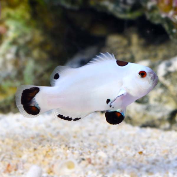 Platinum Storm Clownfish, Captive-Bred