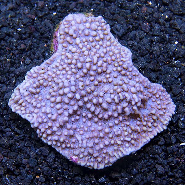 Montipora Coral, Dimpled Encrusting