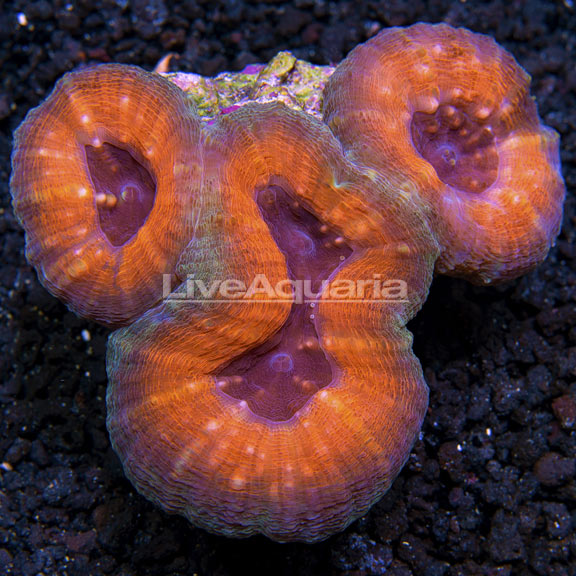 Australian Orange and Purple Open Brain Coral