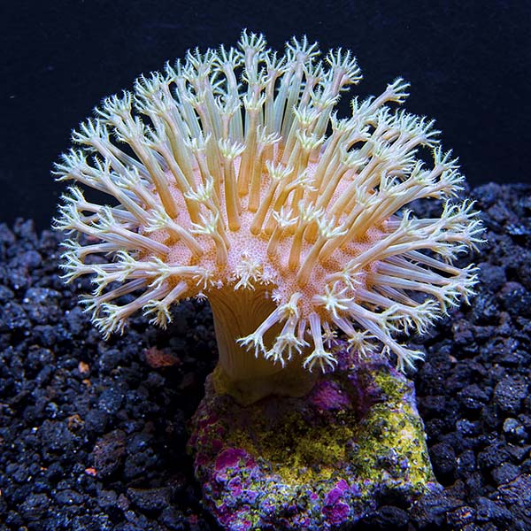 Biota Aquacultured White Polyp Toadstool Coral