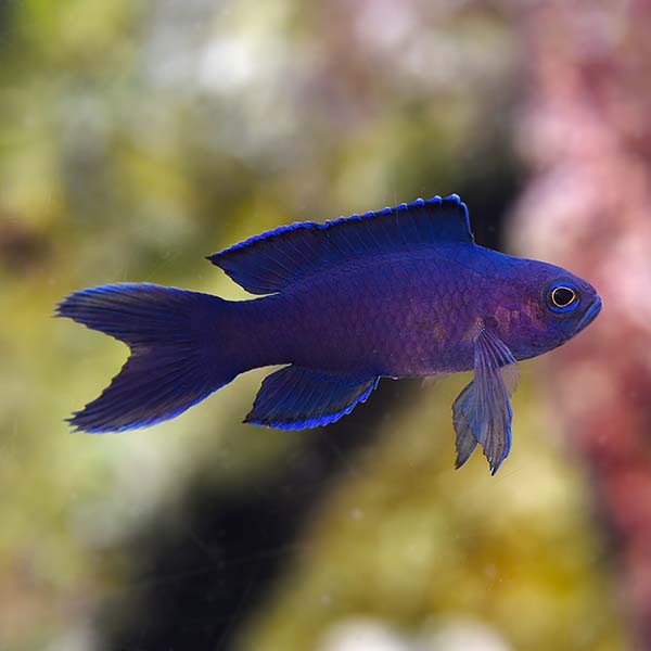 Macneill's Assessor Basslet Macneill's Assessor Basslet