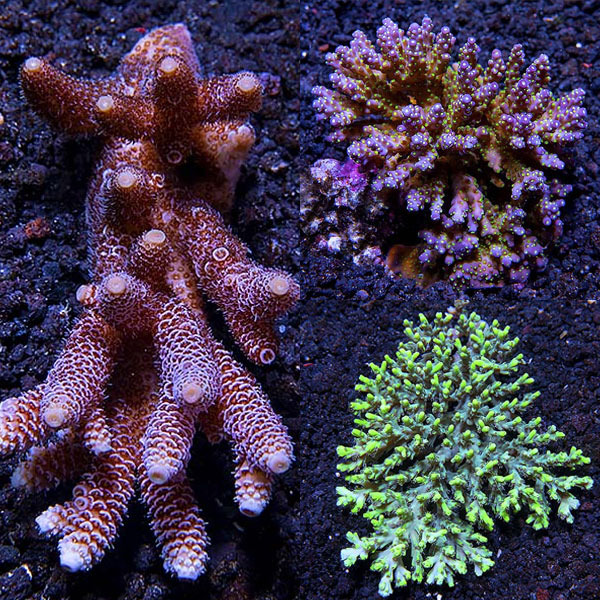 Assorted Aussie Acropora Coral 3 Pack