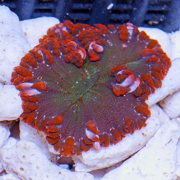 Rock Flower Anemone, Premium