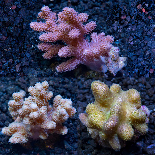 Premium Maricultured Thick Finger Coral 3 Pack