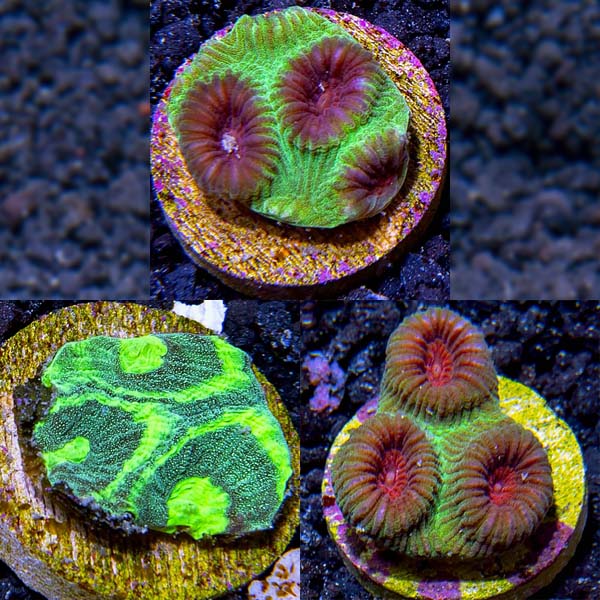 Premium Aquacultured Brain Coral Packs	