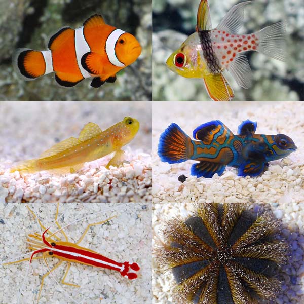 LiveAquaria® Premium Reef Safe Aquatic Life Packs
