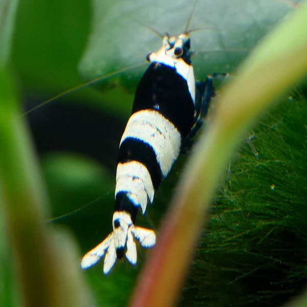 Black King Kong Crystal Shrimp Group