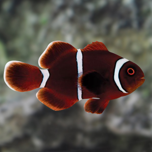 ProAquatix Captive Bred Gold Stripe Maroon Clownfish