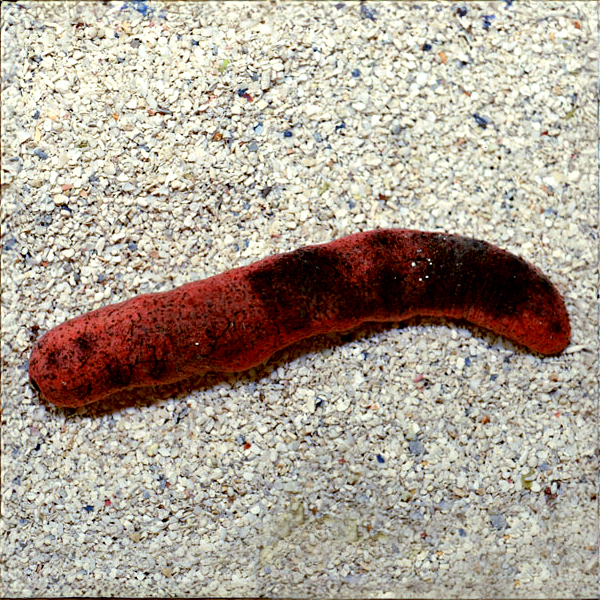 Sea Cucumber EXPERT ONLY