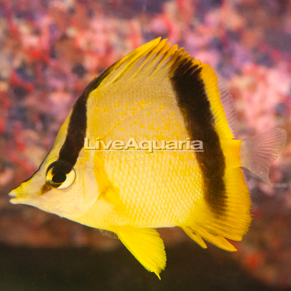 Marcella Butterflyfish Marcella Butterflyfish