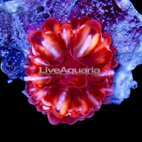 Red Cynarina Button Coral