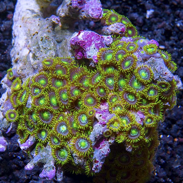 Colony Polyp, Orange/Green