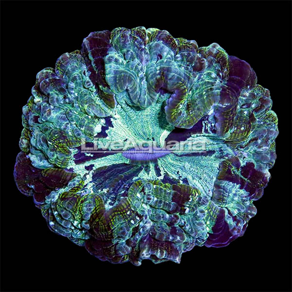 Australian Doughnut Coral
