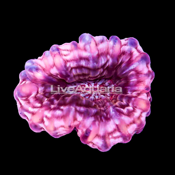 Red Cynarina Button Coral