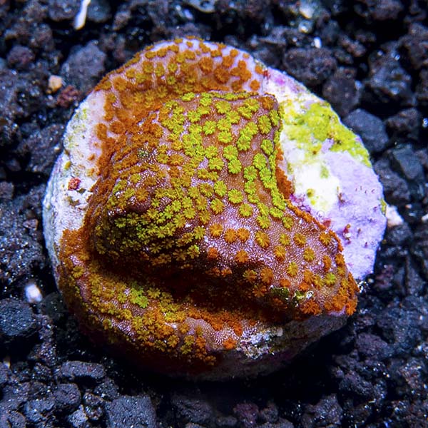 LiveAquaria® CCGC Aquacultured Rainbow Montipora Coral