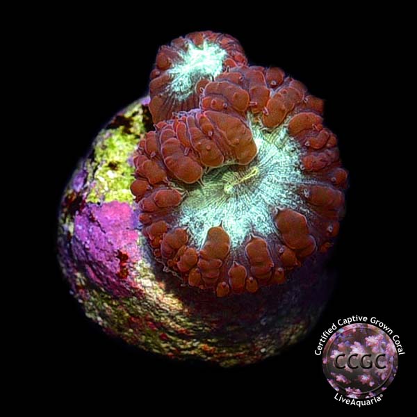 LiveAquaria® CCGC Aquacultured Red Australian Big Polyp Blastomussa Coral