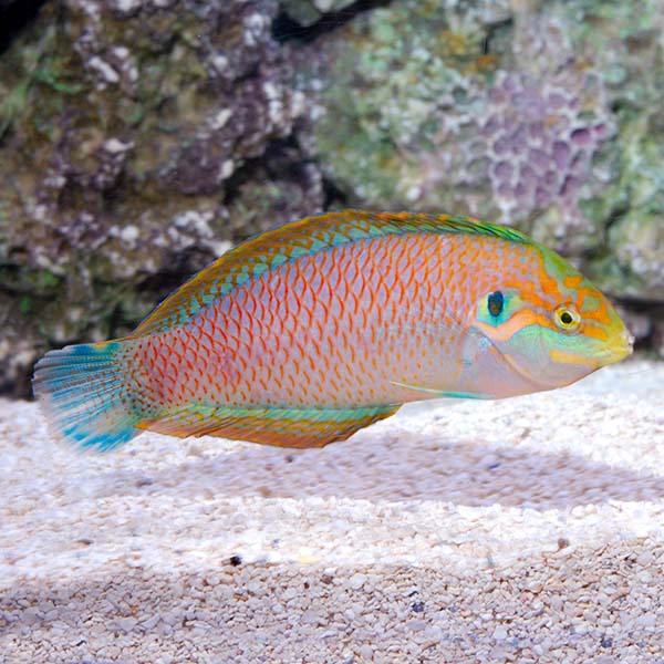 Kuiter's Leopard Wrasse EXPERT ONLY