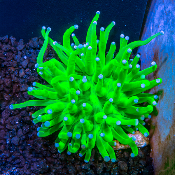 Torch Coral