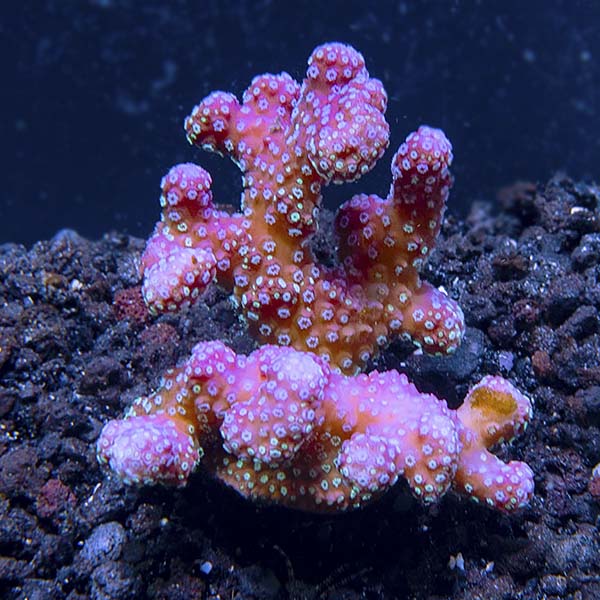 ORA® Aquacultured Stellar Stylophora Coral