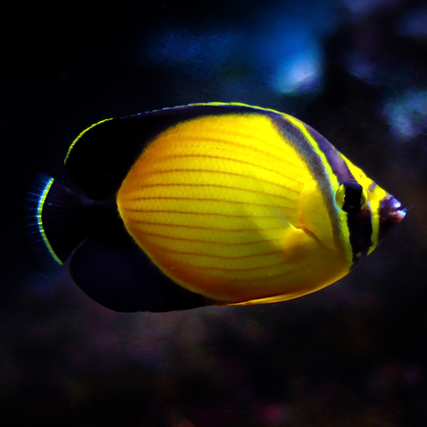 Arabian Butterflyfish Arabian Butterflyfish