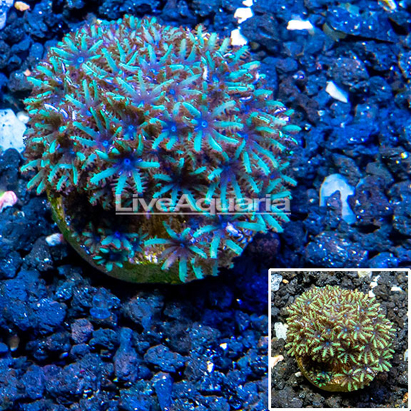 LiveAquaria® CCGC Aquacultured Blue Sympodium Coral Frag LiveAquaria® CCGC Aquacultured Blue Sympodium Coral Frag